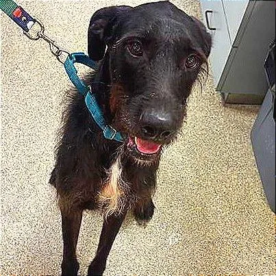 An adult large-sized male Gray / Blue / Silver Mixed Breed dog named Arthur The King for adoption in Jacksonville, FL