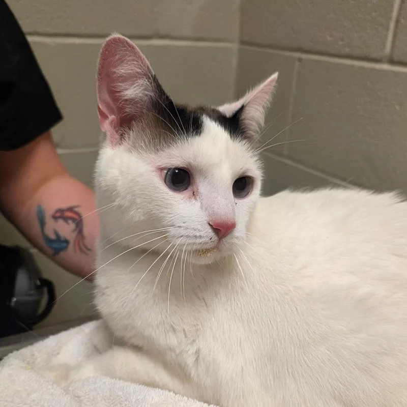 An adult large-sized female White Domestic Short Hair cat named Elsa for adoption in Bristol, IN