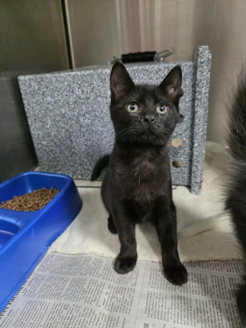 A baby medium-sized female Black Domestic Short Hair cat named Little Debbie for adoption in Umatilla, FL