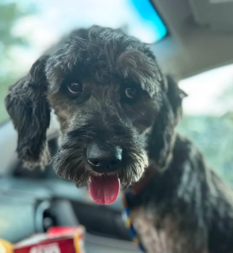 A young medium-sized female Gray / Blue / Silver Aussiedoodle dog named Shaggy Sue for adoption in O Fallon, IL