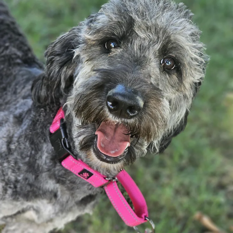 Shaggy Sue thumbnail 4