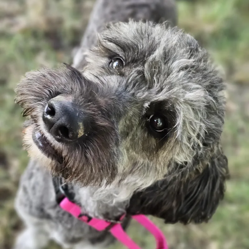 Shaggy Sue thumbnail 6