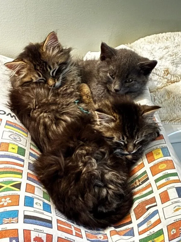 Dust Bunny thumbnail 2