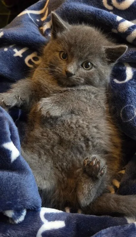 Dust Bunny thumbnail 4