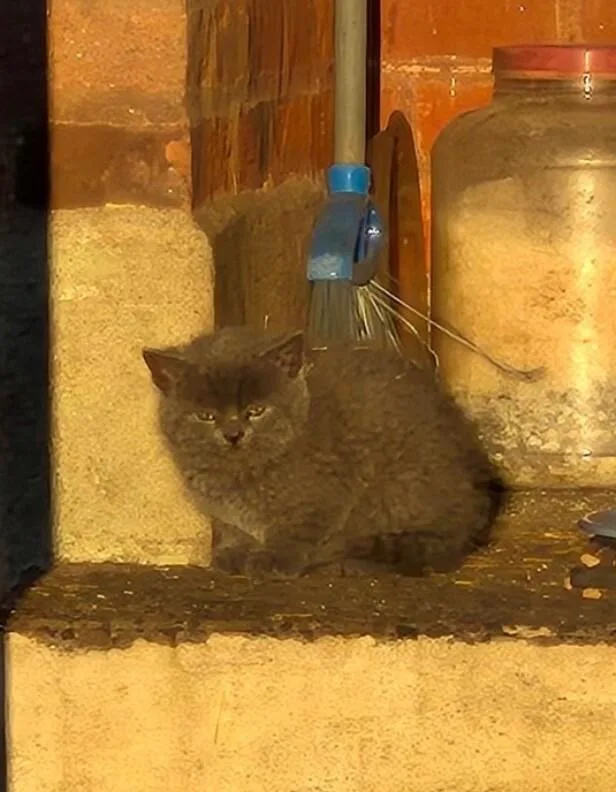 Dust Bunny thumbnail 5