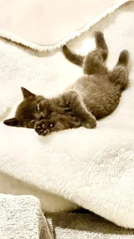 Dust Bunny thumbnail 6