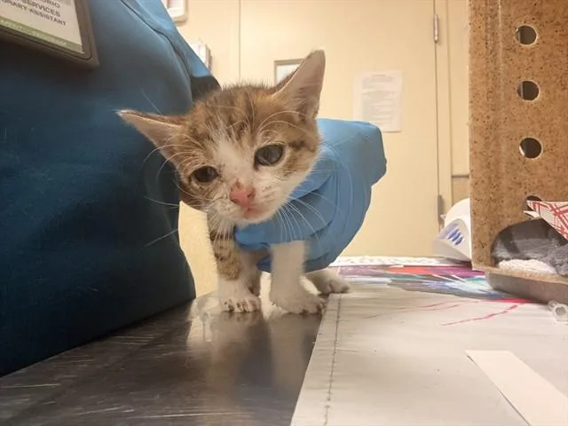 A baby small-sized male Domestic Short Hair cat named Louie for adoption in Riverside, CA