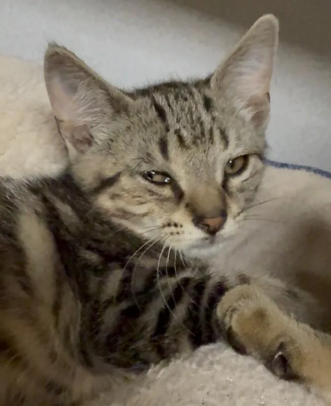A young small-sized male Tabby (Brown / Chocolate) Domestic Short Hair cat named Purrjury for adoption in Osseo, MI