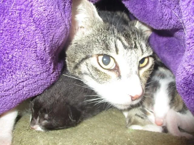 An adult small-sized female Domestic Short Hair cat named Snickers for adoption in Ocala, FL