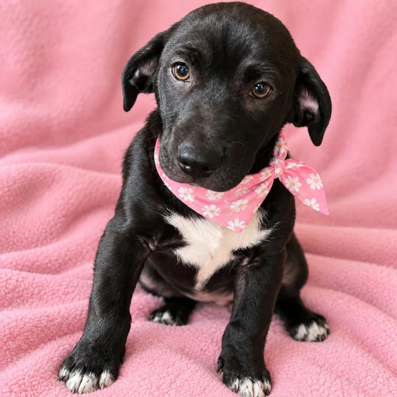 A baby small-sized male Terrier dog named Lucky for adoption in Houston, TX