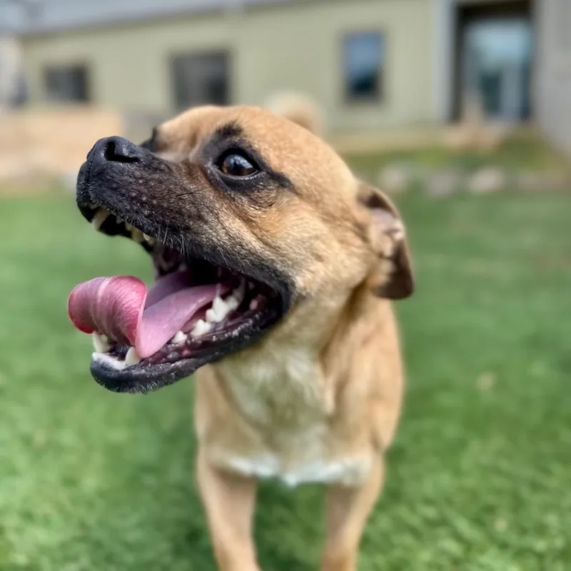 An adult small-sized male Pug dog named Gordy for adoption in Fredericksburg, TX