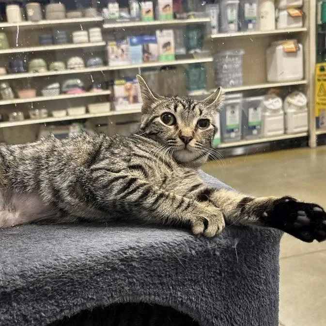 A baby medium-sized female Tabby (Brown / Chocolate) Domestic Short Hair cat named Sydney for adoption in Maple Shade, NJ