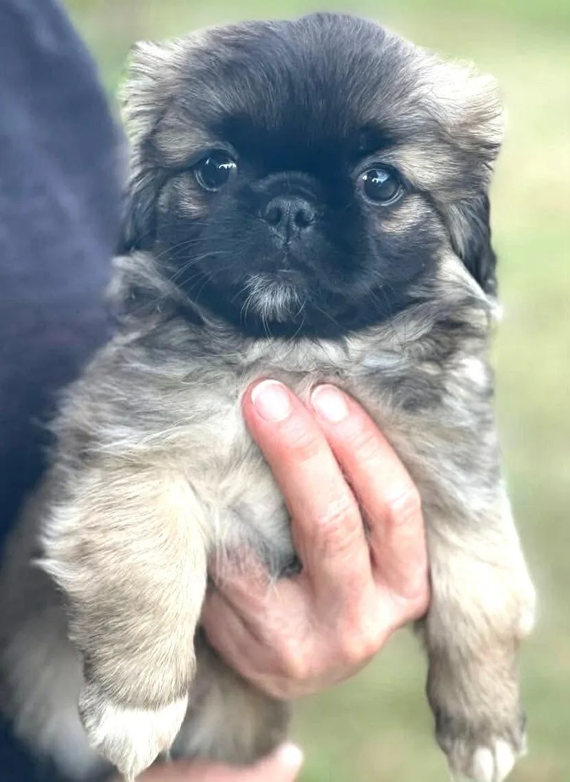A baby small-sized female Pekingese dog named Wilma JC in RI for adoption in Warwick, RI