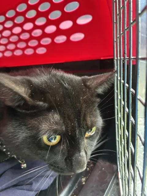A young small-sized male Domestic Short Hair cat named Salem for adoption in Fort Myers, FL