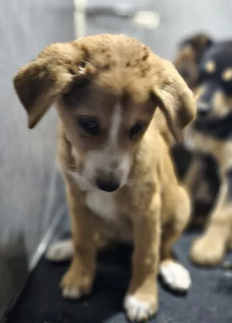A baby small-sized female Labrador Retriever dog named Portman for adoption in San Antonio, TX