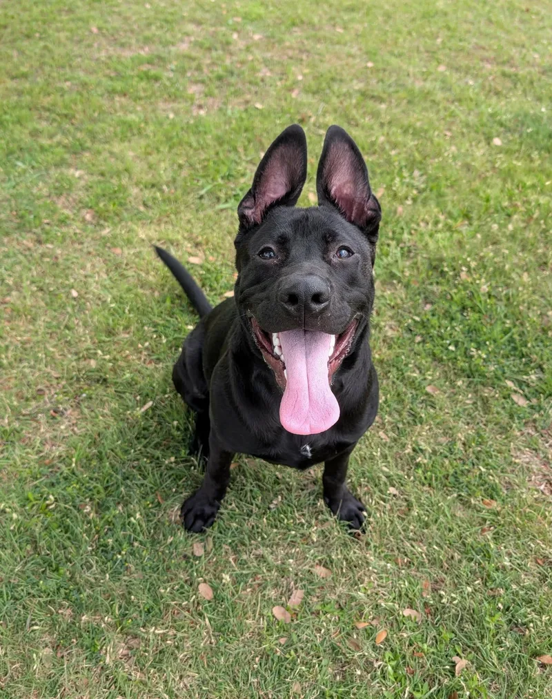 A young large-sized male Black Labrador Retriever dog named Hobo for adoption in Cleburne, TX