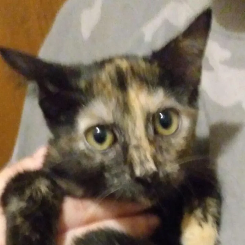 Yasmine Gorgeous Torti