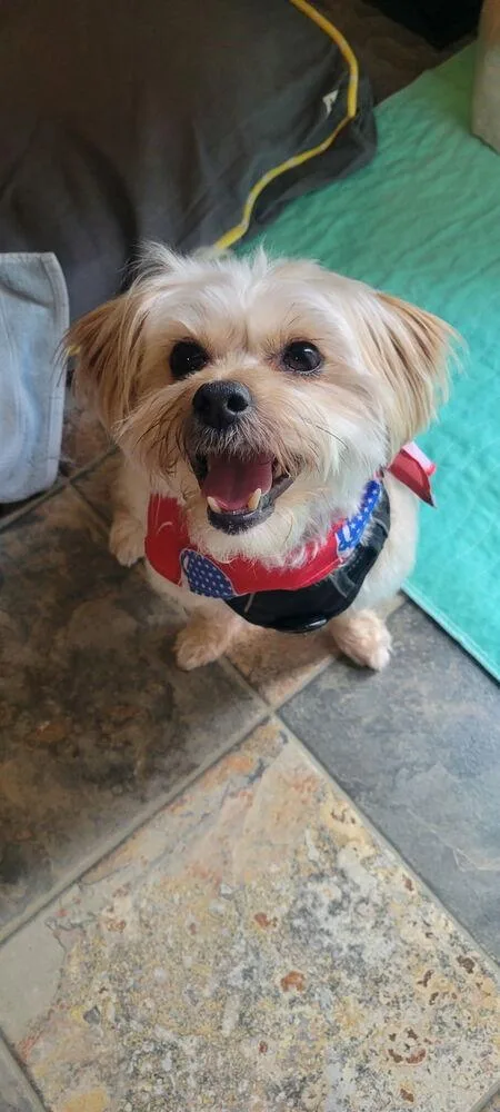 An adult small-sized male Shih Tzu dog named Oxford for adoption in Jefferson Hills, PA