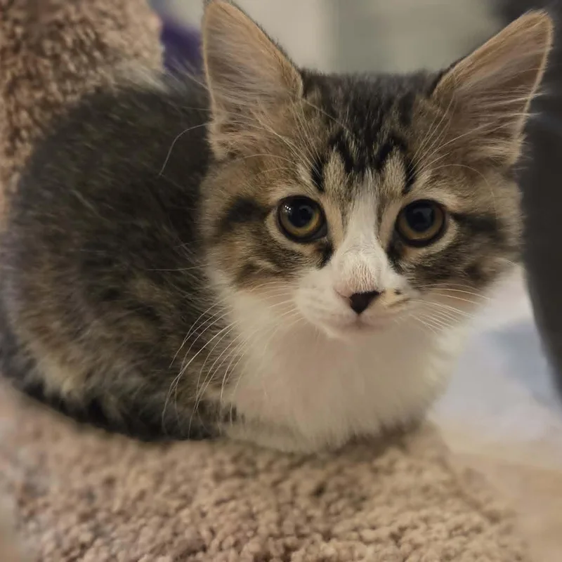 A baby medium-sized female Tabby (Brown / Chocolate) Domestic Medium Hair cat named Penny for adoption in Loveland, CO