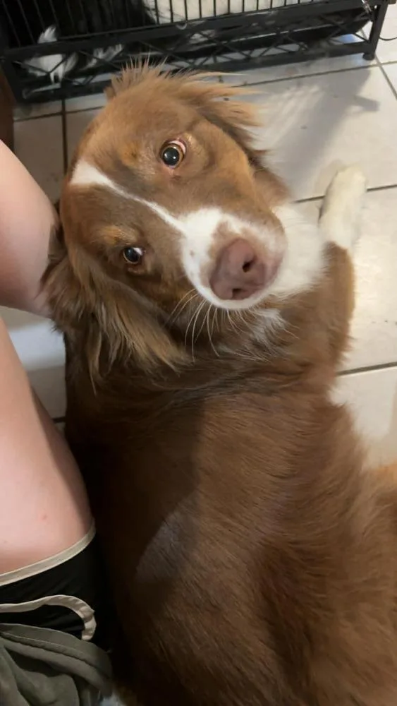 Nova