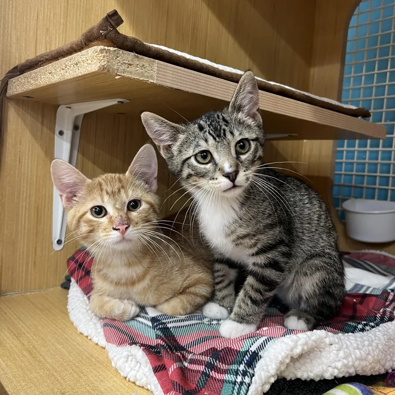 A baby small-sized male Tabby (Orange / Red) Domestic Short Hair cat named Chance & Hjalmar for adoption in Manhattan, KS