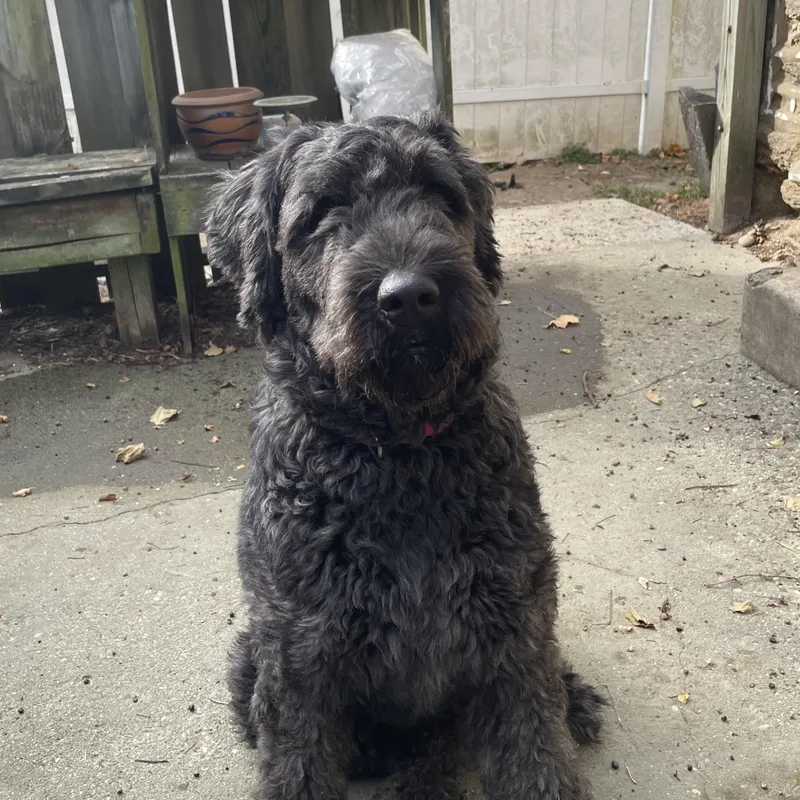 An adult large-sized female Gray / Blue / Silver Bouvier des Flandres dog named Bobalouie for adoption in Alachua, GA