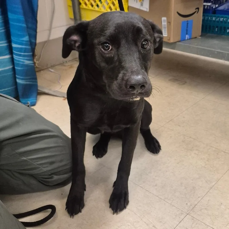 An adult medium-sized female Black Mixed Breed dog named Ferrari for adoption in Lake Panasoffkee, FL