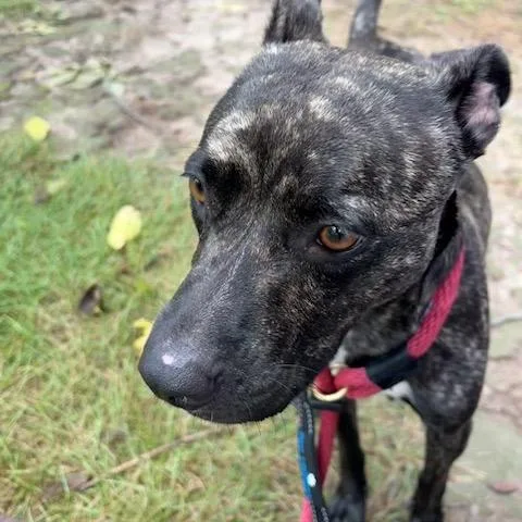 An adult medium-sized female Brindle Mountain Cur dog named Sassy for adoption in Indianapolis, IN