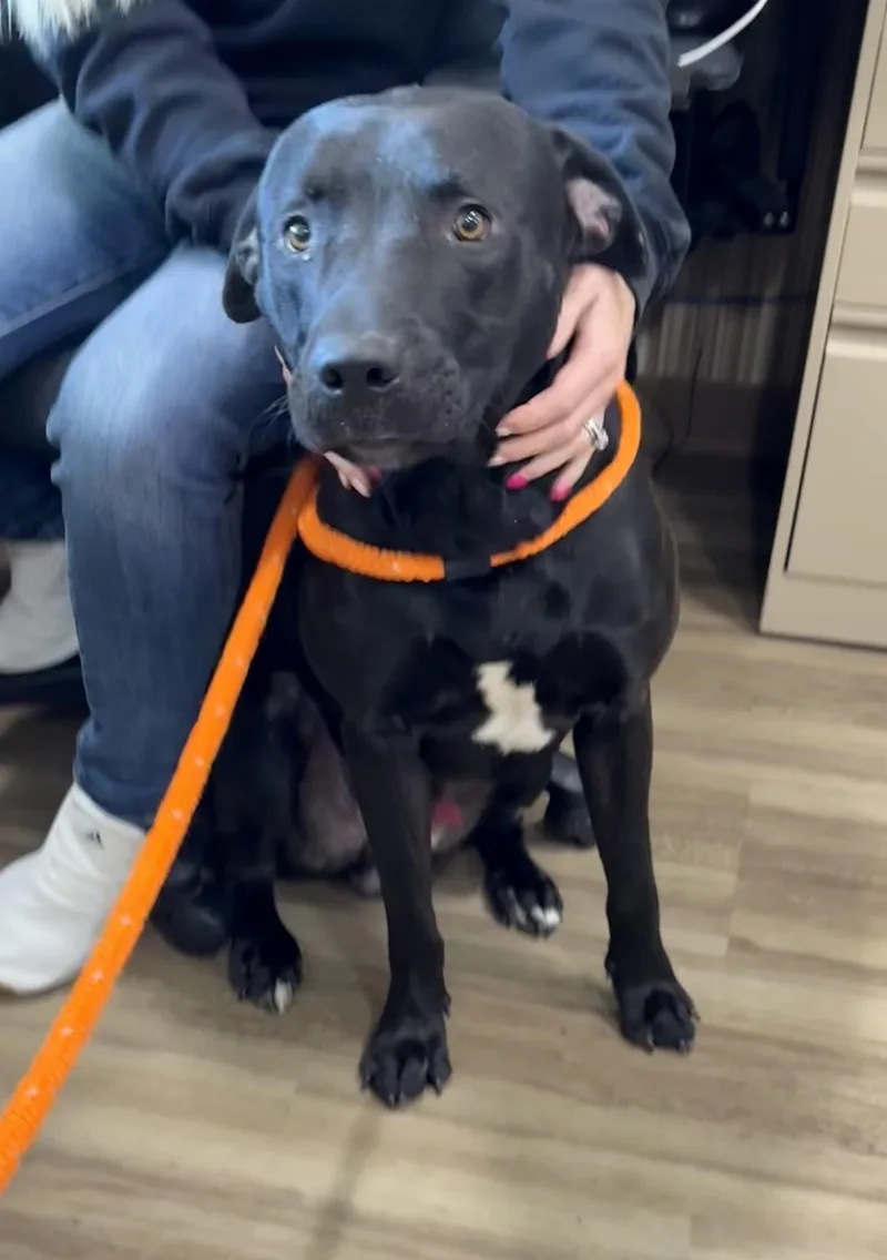 An adult medium-sized male Pit Bull Terrier dog named Beck for adoption in Youngstown, OH