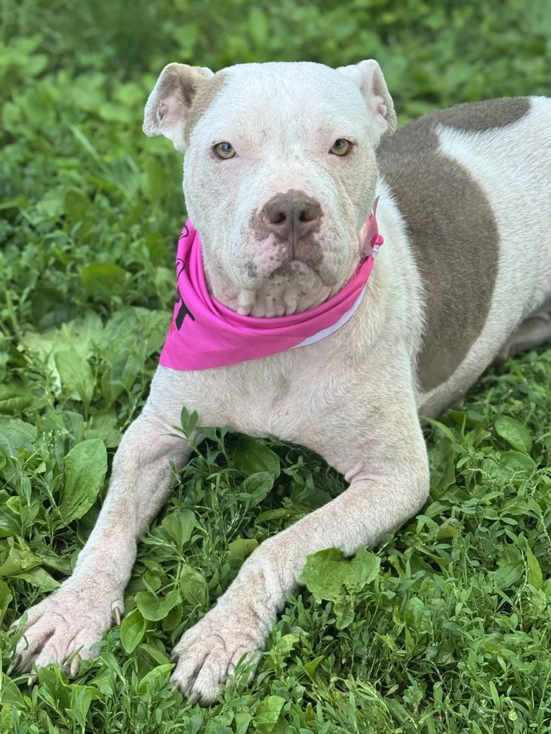 An adult medium-sized male Brown / Chocolate Pit Bull Terrier dog named Marsha for adoption in Anderson, IN