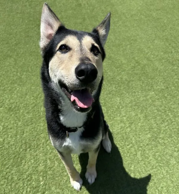An adult large-sized female German Shepherd Dog dog named Mary for adoption in Oceanside, CA