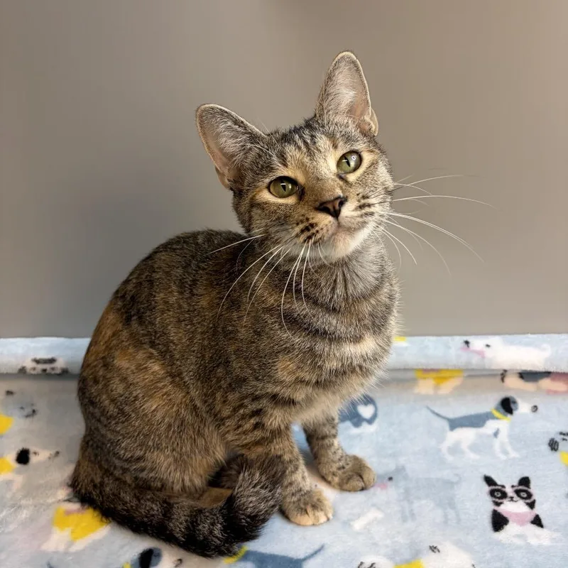 An adult medium-sized female Brown / Chocolate Domestic Short Hair cat named Marmalade for adoption in San Antonio, TX