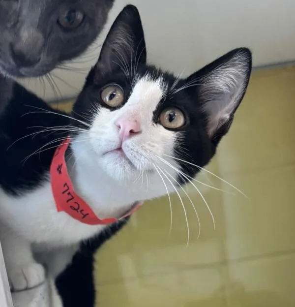 A baby small-sized female Domestic Short Hair cat named Endy for adoption in Golden, CO