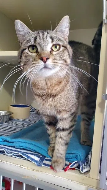 A young medium-sized female Tabby (Brown / Chocolate) Domestic Short Hair cat named Little Debbie for adoption in Hutchinson, MN