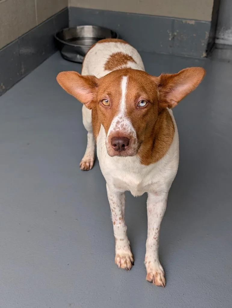 An adult medium-sized female Australian Cattle Dog / Blue Heeler dog named Pippa for adoption in Johnson City, TN