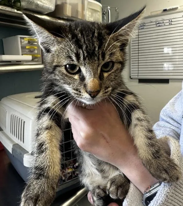 A baby small-sized male Domestic Short Hair cat named Tac for adoption in Vallejo, CA