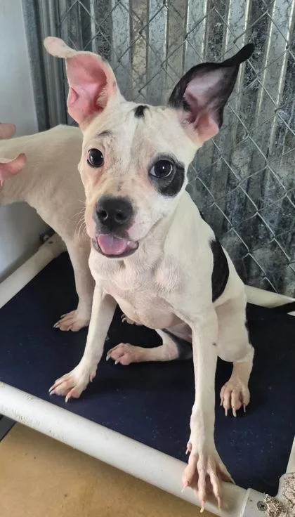 A young medium-sized female White / Cream American Staffordshire Terrier dog named Doja Cat for adoption in Cibolo, TX