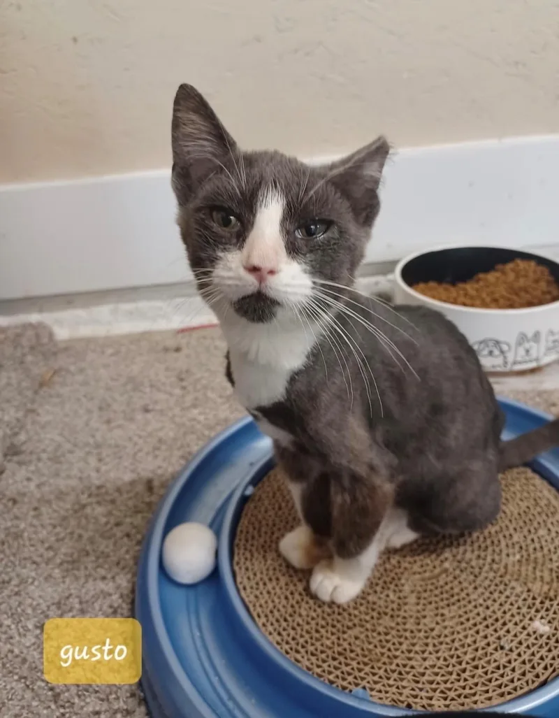 A baby medium-sized male Gray & White Domestic Short Hair cat named Gusto for adoption in Walworth, WI
