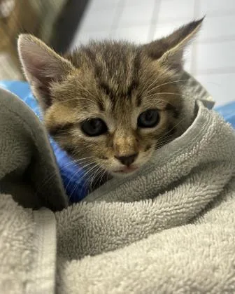 A young small-sized female Domestic Medium Hair cat named Anais for adoption in Roseville, CA
