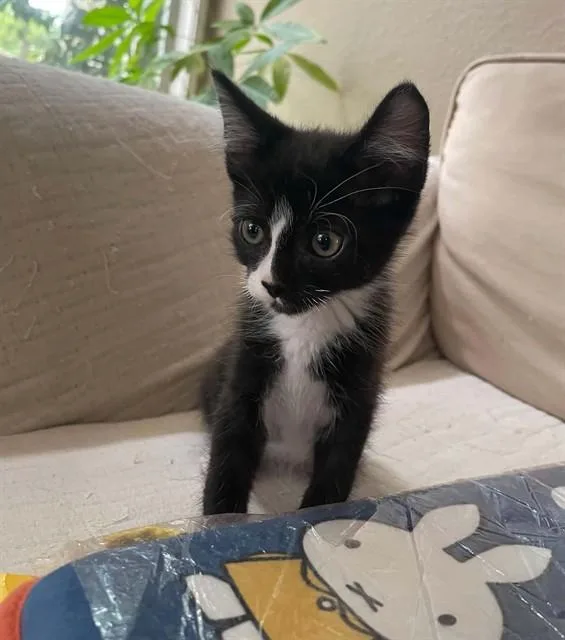 A baby small-sized male Domestic Short Hair cat named Bo for adoption in Sacramento, CA