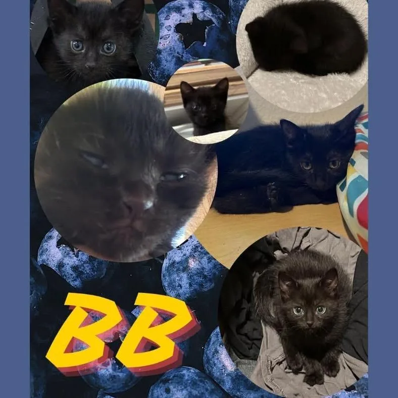 A baby small-sized female Black Domestic Short Hair cat named Bb for adoption in Orangevale, CA