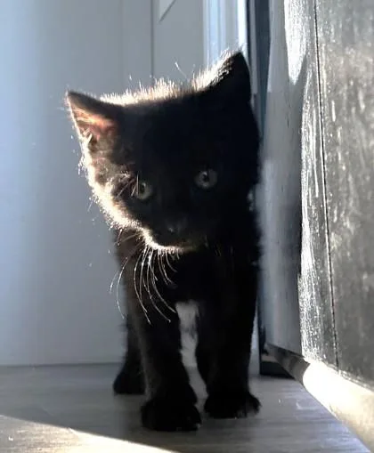 A young small-sized male Domestic Short Hair cat named Gavin for adoption in Quakertown, PA