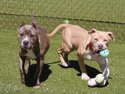 An adult large-sized female Pit Bull Terrier dog named Mulan Athens for adoption in Rockaway, NJ