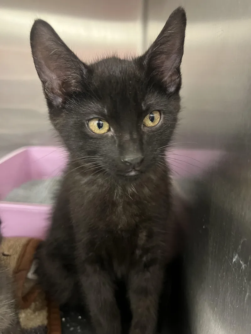 A baby small-sized male Domestic Short Hair cat named Mulder for adoption in Chico, CA