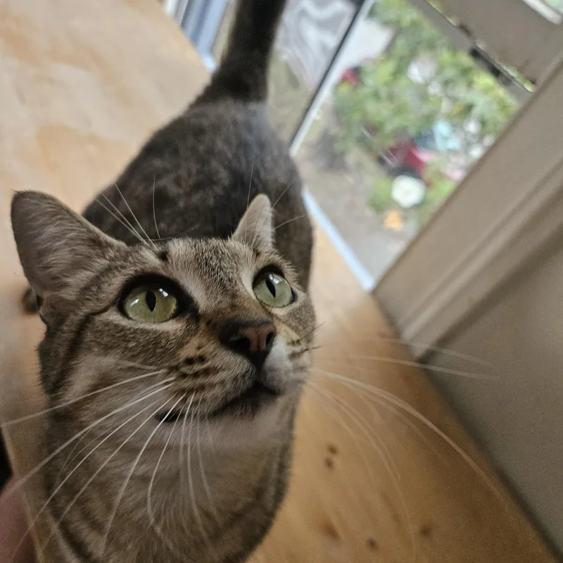 An adult medium-sized female Tabby (Brown / Chocolate) Tabby cat named Fiona for adoption in Wilmington, NC