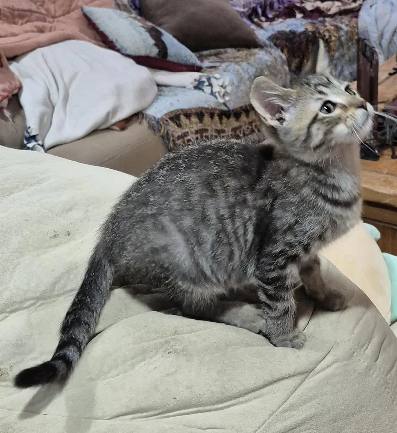 A baby small-sized male Tabby (Brown / Chocolate) Domestic Short Hair cat named Neptune for adoption in Milwaukee, WI