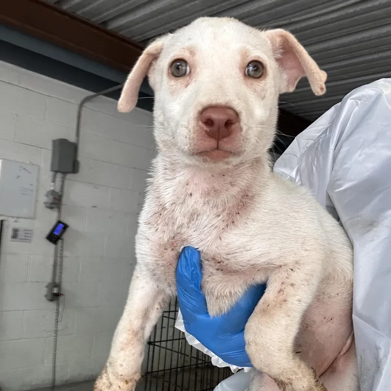 A baby small-sized female White / Cream Shepherd dog named Pica for adoption in Edinburg, TX