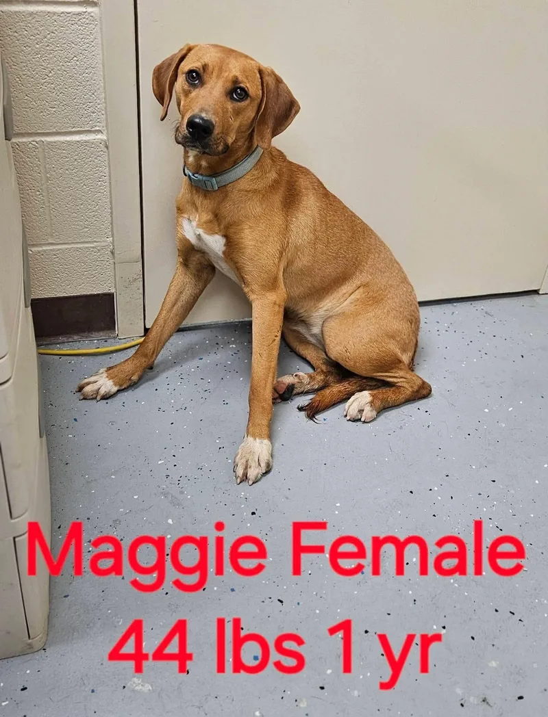 A baby medium-sized female Red / Chestnut / Orange Redbone Coonhound dog named Maggie for adoption in Cary, NC