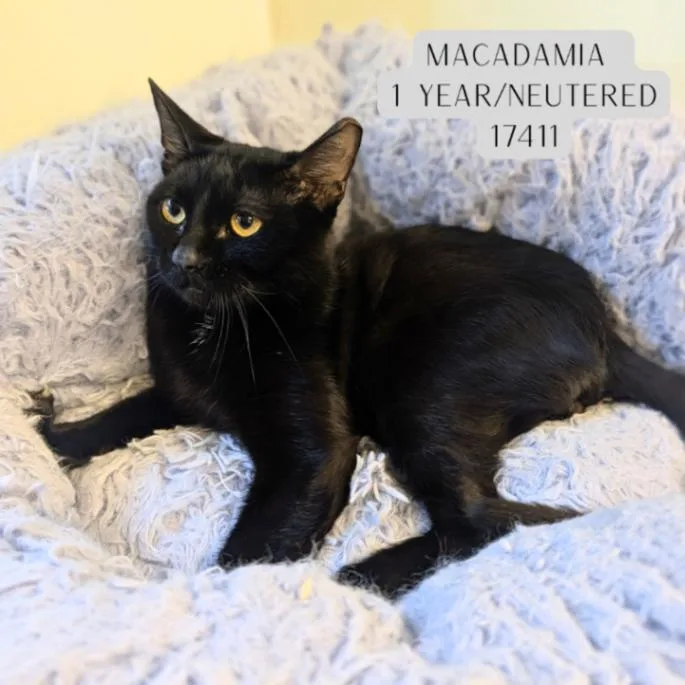 An adult medium-sized male Black Domestic Short Hair cat named Macadamia for adoption in Supply, NC