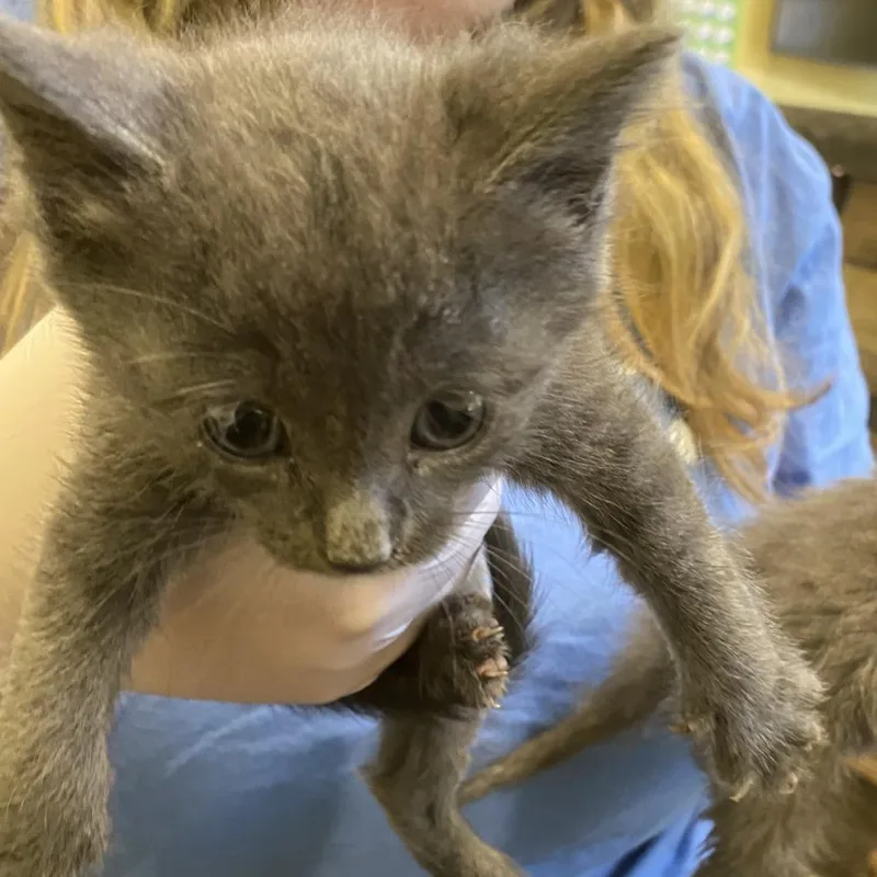 A baby small-sized male Gray / Blue / Silver Domestic Short Hair cat named Ditto for adoption in Lynchburg, VA